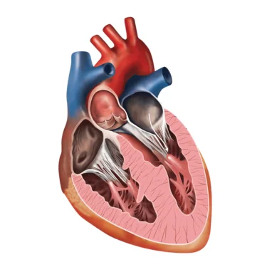 heart valve replacement surgery in india